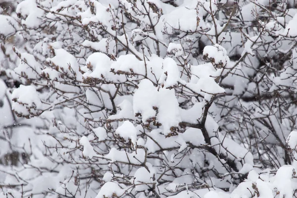 Śnieg na gałęzie drzewa w przyrodzie — Zdjęcie stockowe