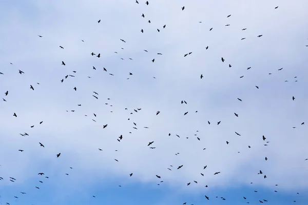 Een kudde van raven vogels op een blauwe hemel — Stockfoto