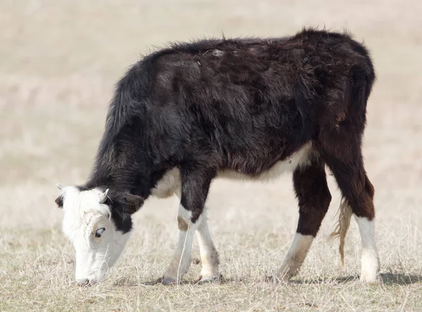 Vaca en el pasto en el campo — Foto de Stock