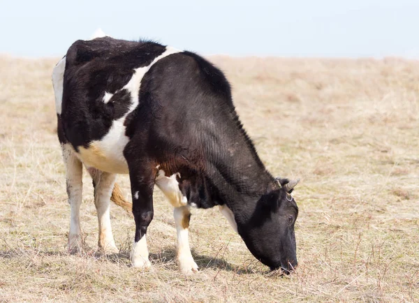Vaca en el pasto en el campo — Foto de Stock