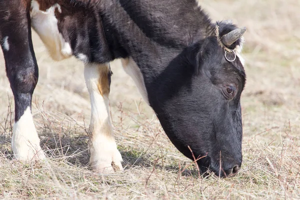 Mucca al pascolo nel campo — Foto Stock