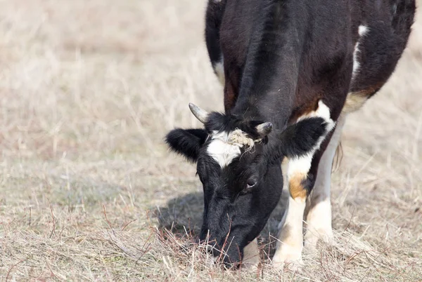 フィールドで牧草地に牛します。 — ストック写真
