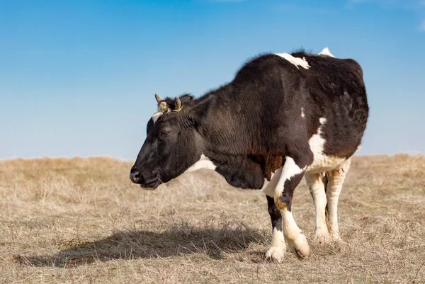 Vaca en el pasto en el campo — Foto de Stock