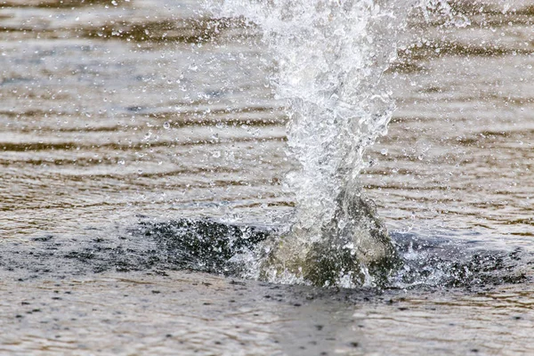Wasser spritzt von einem Stein in den Fluss — Stockfoto