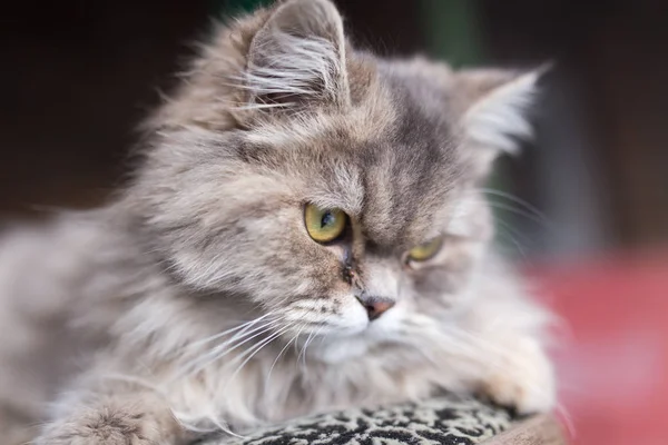 Porträtt av fluffiga katten — Stockfoto