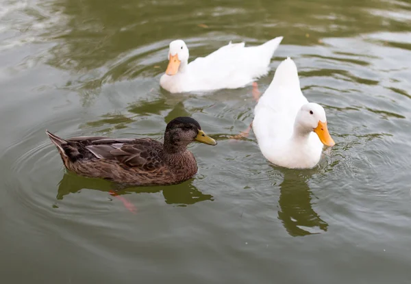 Enten in einem Teich in der Natur — Stockfoto