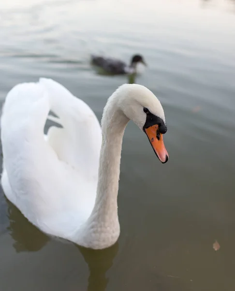 Swan in a pond in nature — Stock Photo, Image