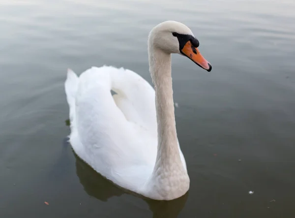 Labuť v rybníku v přírodě — Stock fotografie