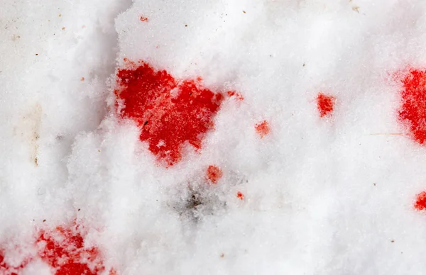 Sang rouge sur la neige — Photo