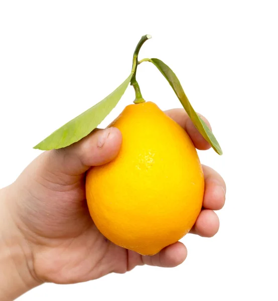 Zitrone in der Hand auf weißem Hintergrund — Stockfoto