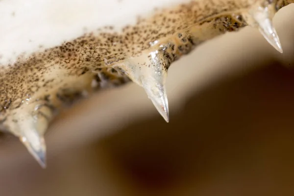 Zalm tand. macro — Stockfoto