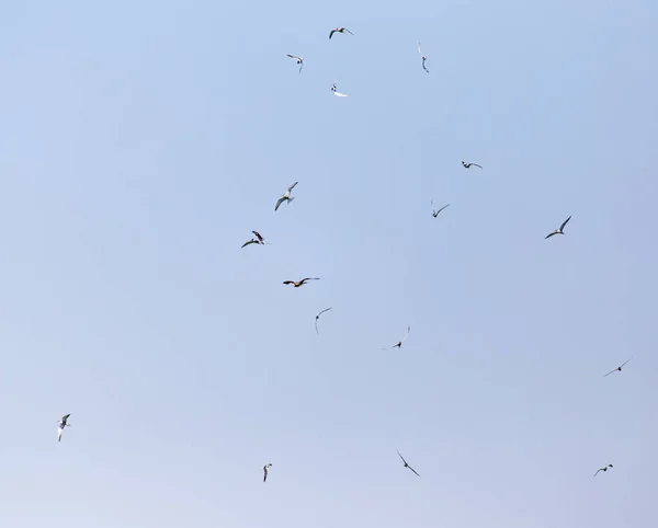 Mouette survolant l'aigle dans le ciel — Photo