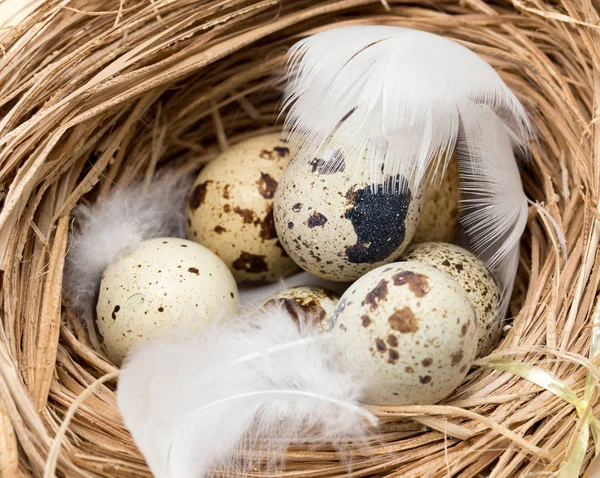 Quail eggs in a nest with feather — Stock Photo, Image