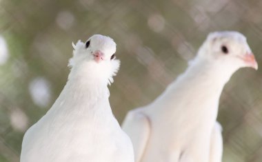Doğada güzel beyaz güvercin
