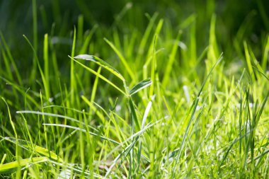 yeşil çimenler arka plan olarak doğada