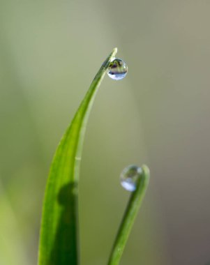güzel çimen çiy damlaları ile