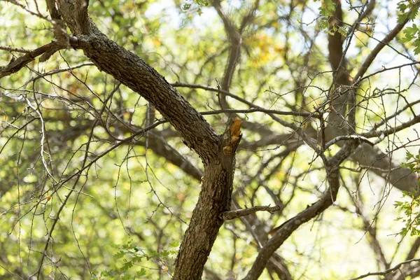 Tronco de árbol en el bosque —  Fotos de Stock