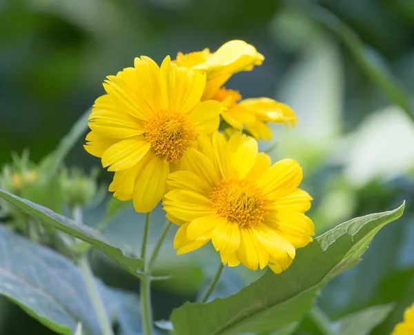 Schöne gelbe Blume in der Natur — Stockfoto