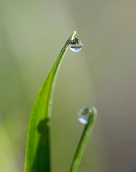 Hermosa hierba con gotas de rocío — Foto de Stock