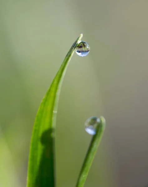 Bela grama com gotas de orvalho — Fotografia de Stock