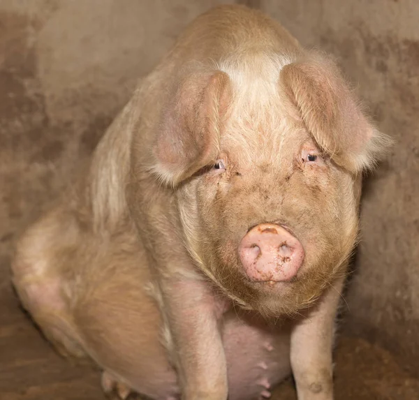 Portret świni na farmie — Zdjęcie stockowe