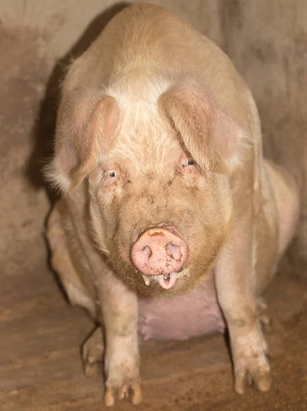 Portret świni na farmie — Zdjęcie stockowe
