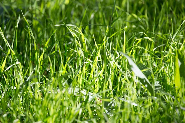 Grass in nature — Stock Photo, Image