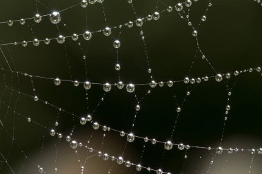 Doğada örümcek ağında su damlacıkları