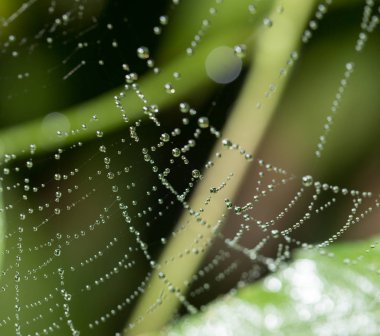 Doğada örümcek ağında su damlacıkları