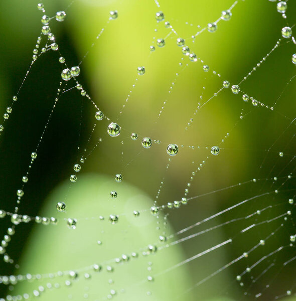 water droplets on a spider web in nature