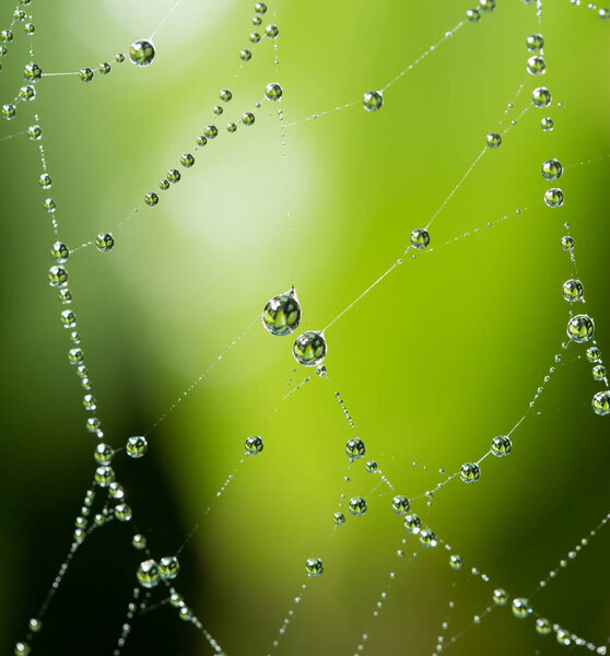 water droplets on a spider web in nature