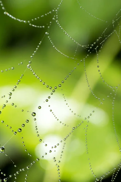 Wassertropfen auf einem Spinnennetz in der Natur — Stockfoto