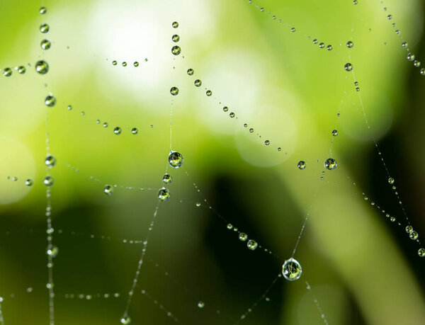 water droplets on a spider web in nature
