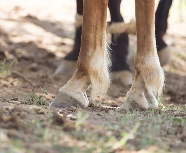 De paarden hoeven — Stockfoto