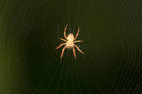 Spinne im Netz. schließen — Stockfoto