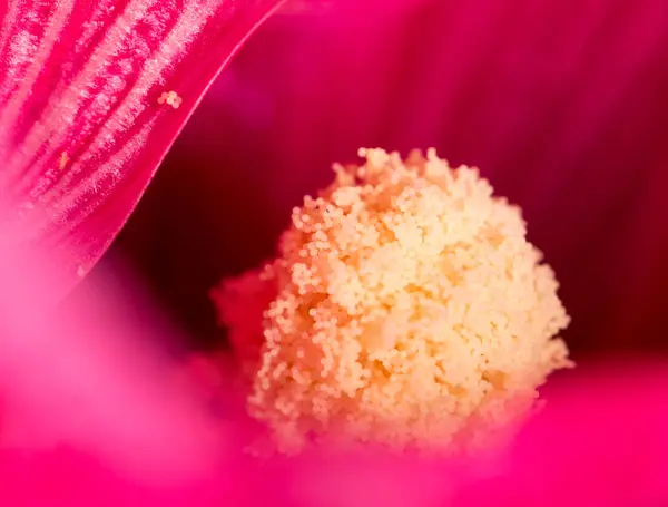 花の花粉です。閉じる — ストック写真