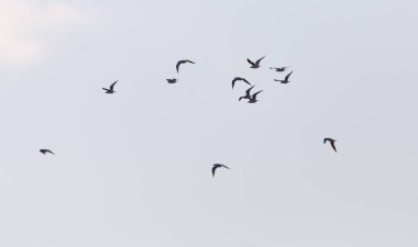Gökyüzünde bir kuş sürüsü