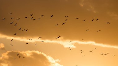 Gün batımında bir kuş sürüsü