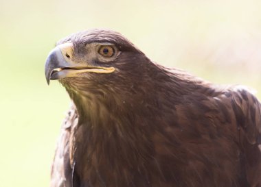 Kartal portre niteliğine