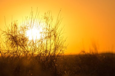ağaç arka plan güzel gündoğumu üzerinde