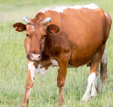 Bir ineğin portresi