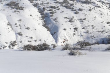 dağlarda karlı yamaçları