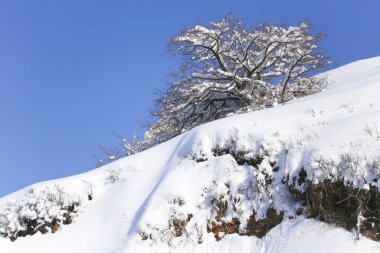 Mavi gökyüzü kar içinde ağaç