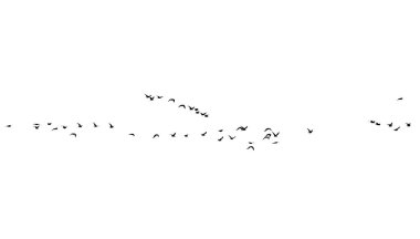 Beyaz arka planda kuş sürüsü