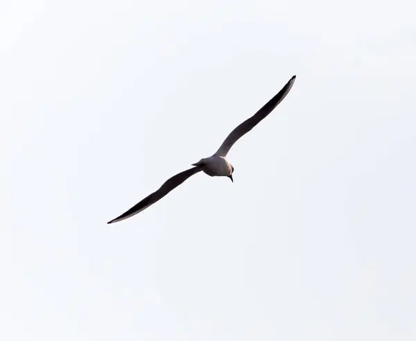 Seagull flying in the sky — Stock Photo, Image