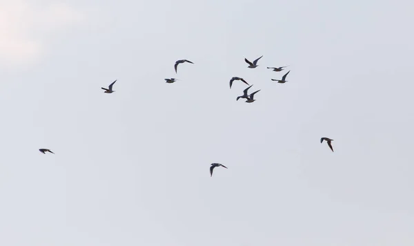 Ein Schwarm Vögel am Himmel — Stockfoto