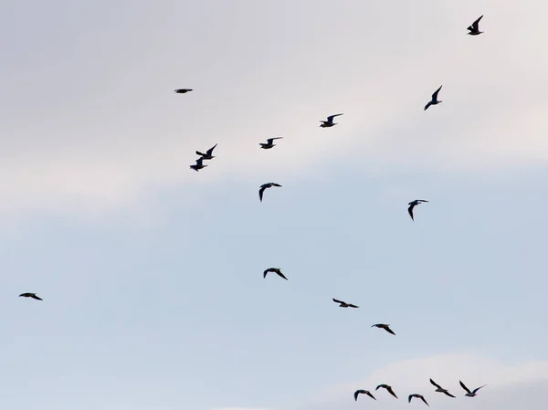 Um rebanho de pássaros no céu — Fotografia de Stock