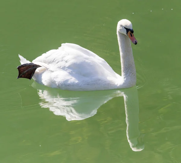 Лебедь на озере в природе — стоковое фото