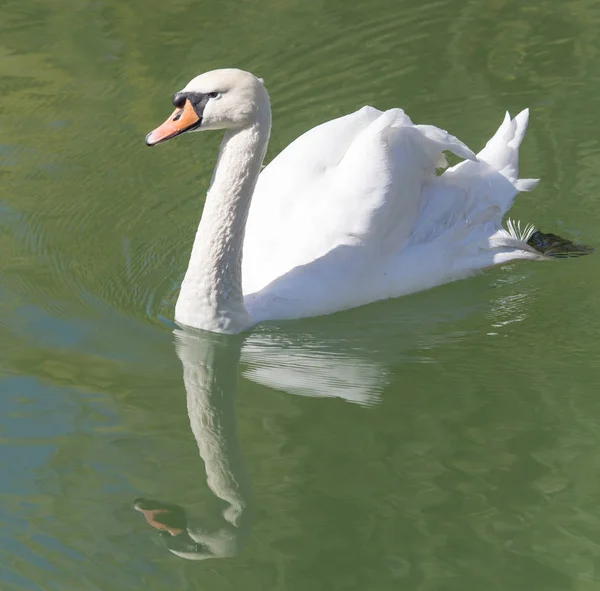 Cisne en el lago en la naturaleza —  Fotos de Stock
