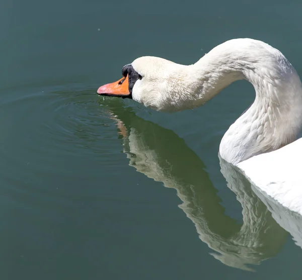 Cisne no lago na natureza — Fotografia de Stock